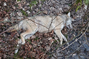 Wędkarz znalazł martwego wilka. Zwierzę prawdopodobnie zastrzelono