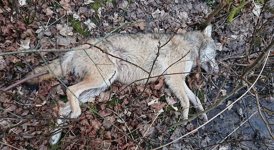 Wędkarz znalazł martwego wilka. Zwierzę prawdopodobnie zastrzelono