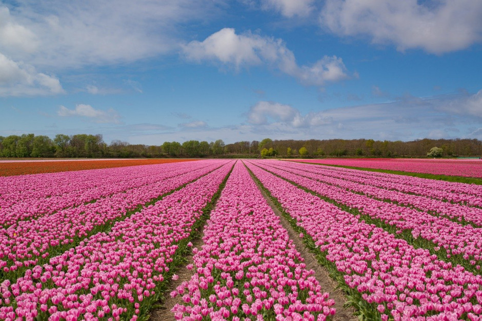 Niderlandy zarobiły 5,8 mld euro na eksporcie kwiatów i roślin w 2019 r.; Fot.pixabay.com