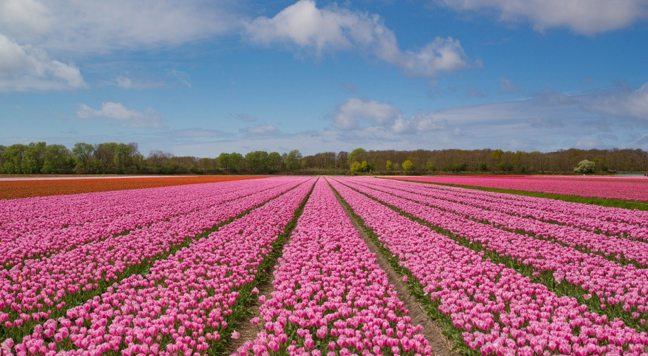 W 2019 r. wzrósł niderlandzki eksport produktów rolnych