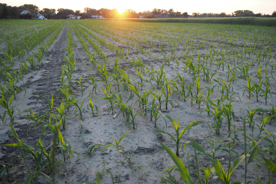 Uprawa kukurydzy na Mazowszu, maj 2019 r., fot. farmer.pl