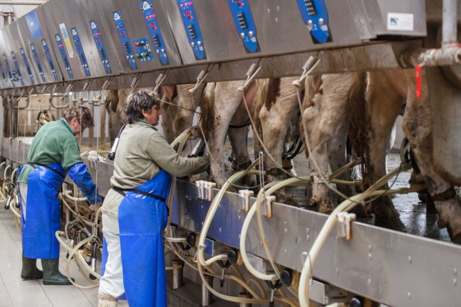 Cena mleka w styczniu 2020 r. spadła w stosunku do poprzedniego miesiąca, fot. I.Dyba