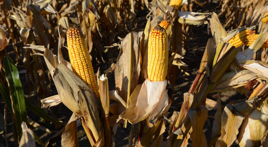 Kukurydza – nowe odmiany 2020