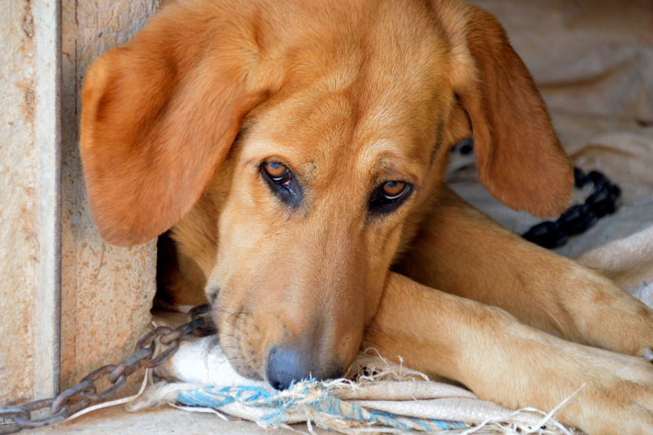 Organizacje zajmujące się ochroną zwierząt, które odbierają maltretowane zwierzęta ich właścicielom, mają status strony w postępowaniach administracyjnych, fot. Shutterstock
