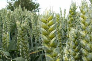 Lista odmian zalecanych pszenicy jarej 2020