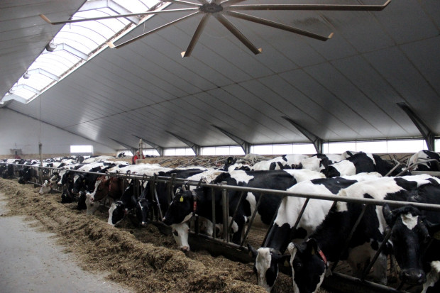 USA: Ekstremalne skoki cen mleka