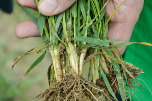 Skuteczność fungicydów w ochronie podstawy źdźbła pszenicy ozimej