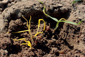Susza wymusza zmiany w systemie uprawy gleby