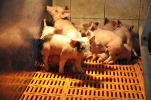 25 tysięcy świń w chowie bez antybiotyków