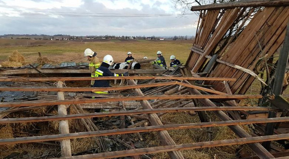 Wszystkie krowy udało się strażakom wydobyć spod gruzów stodoły Foto: KP PSP Proszowice Wichura przewróciła stodołę. W środku uwięzione krowy