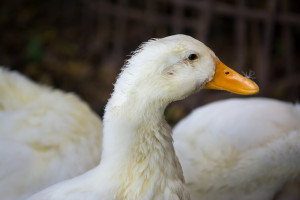 Francja: trwa dochodzenie w sprawie fermy kaczek hodowanych na foie gras