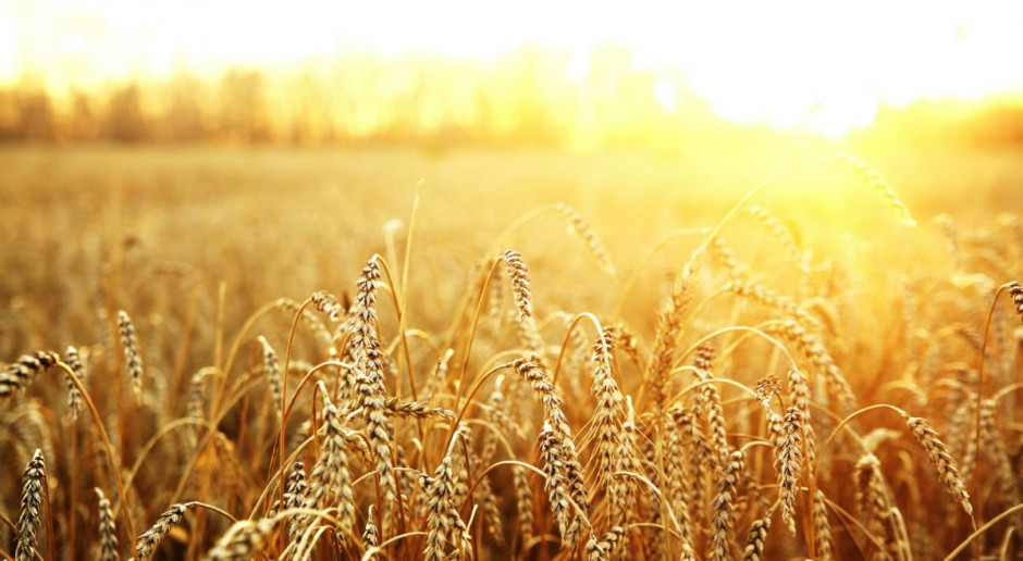 Czy giełda rolna będzie w stanie zapewnić płynność?