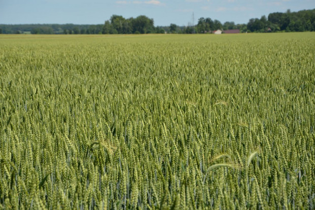Nowe odmiany zbóż ozimych 2020