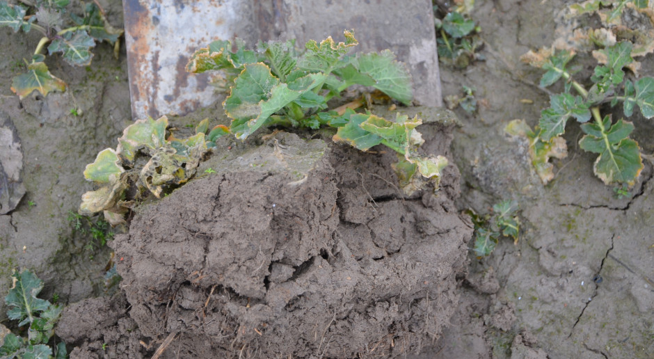 Lustracja plantacji ozimych jest bardzo ważna nie tylko pod względem występowania chwastów, ale też innych agrofagów