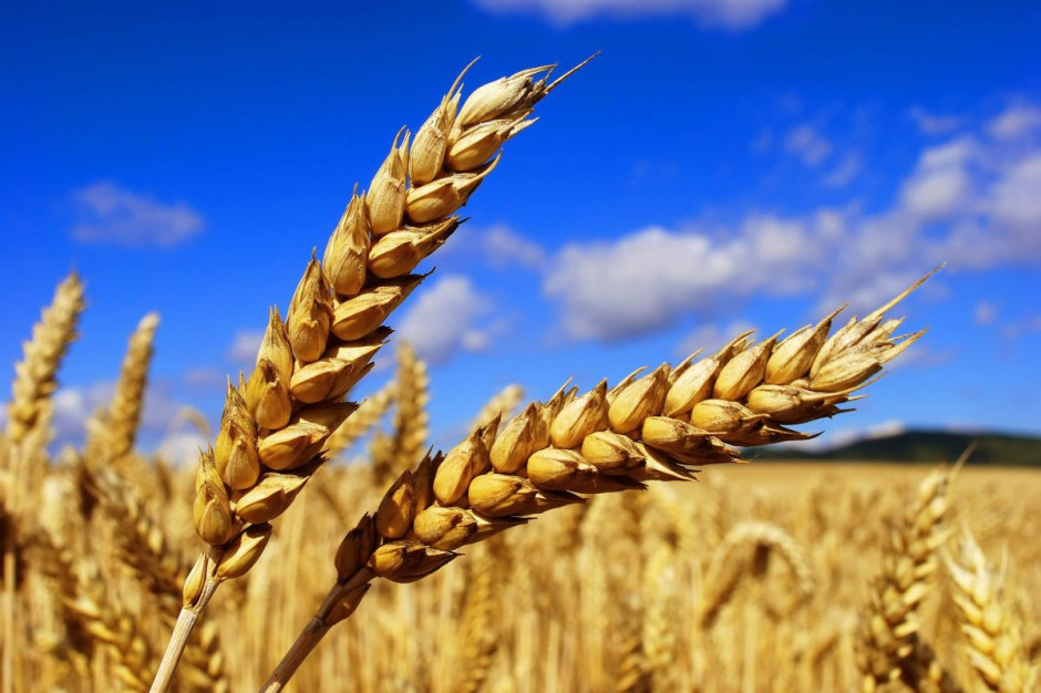 Pierwsze transakcje na Platformie Żywnościowej ruszą 11 marca br. fot. Shutterstock