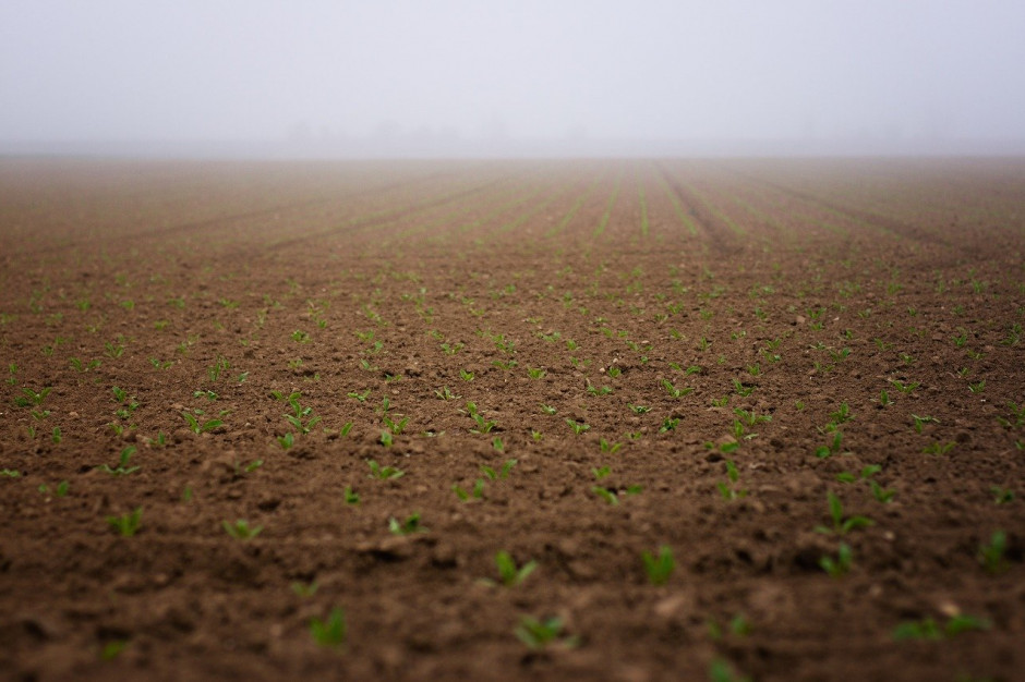 Białoruś rozpocznie masową akcję zasiewów wczesnych zbóż jarych i roślin bobowatych, gdy temperatura gleby osiągnie + 5ºC i więcej; Fot.pixabay.com