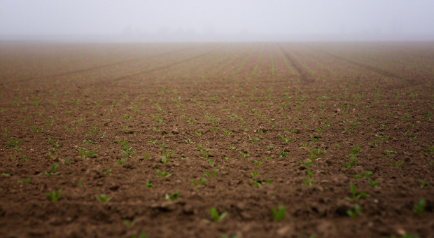 Białoruś: Ministerstwo rolnictwa ogłosiło plany rozpoczęcia kampanii wiosennych zasiewów