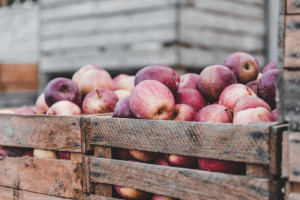 Nosecka: Sytuacja producentów jabłek w tym roku jest niezła