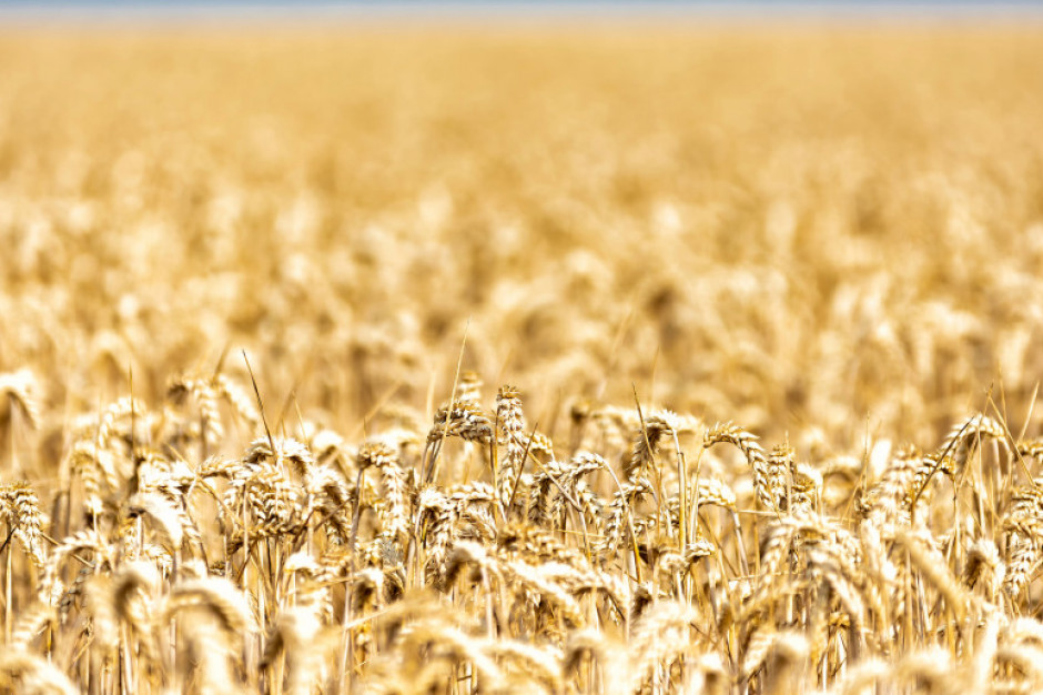 Z powodu koronawirusa spadają ceny zbóż i rzepaku, fot. Shutterstock