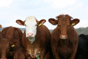 Rosja: W styczniu 2020 r. produkcja bydła wzrosła o 7 proc.