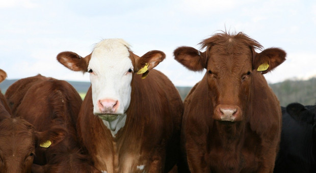 Rosja: W styczniu 2020 r. produkcja bydła wzrosła o 7 proc.
