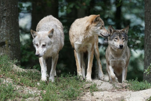 Podkarpackie: dwóch pilarzy zostało zaatakowanych przez wilki