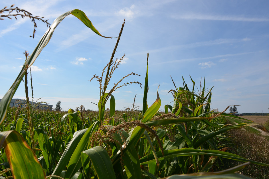 Powierzchnia uprawy kukurydzy przeznaczonej na ziarno wynosiła zdaniem Polskiego Związku Producentów Kukurydzy (PZPK) w 2018 r. ok. 640 tys. ha, a w 2019 r. - 580 tys. ha