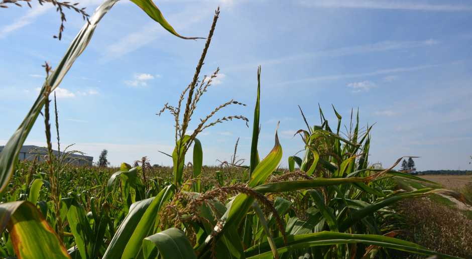 Kukurydza z suszą w tle