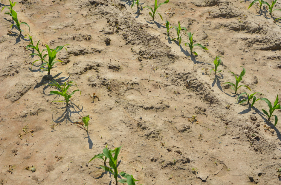 Wczesna regulacja zachwaszczenia jest podstawą ochrony potencjału plonowania kukurydzy