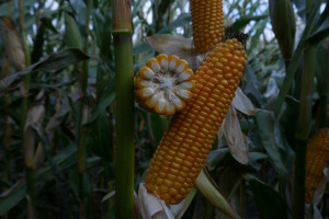 PDO kukurydzy kiszonkowej