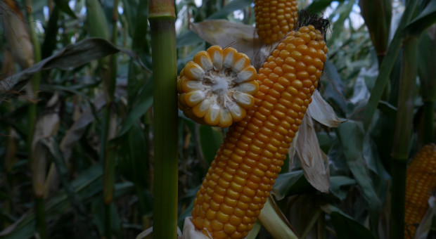 PDO kukurydzy kiszonkowej
