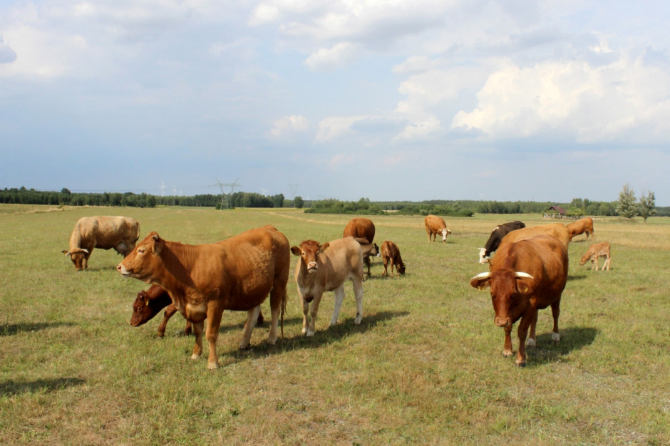 Sprawa dotyczyła 14-letniej krowy rasy Limousine, która należała do stada krów mamek