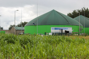 Do biogazowni trafia kukurydza uprawiana w gospodarstwie oraz masa roślinna pozyskiwana z łąk i nieużytków
