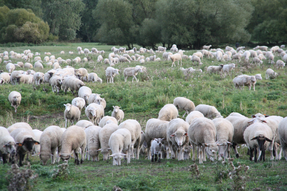Owce należące do majątku przez cały sezon wypasają się na 200 ha łęgów nadwarciańskich. Dzięki nim są one utrzymane w wysokiej kulturze i nie zarastają krzakami. Owce wykorzystują także wszystkie pasze odpadowe powstające w gospodarstwie.