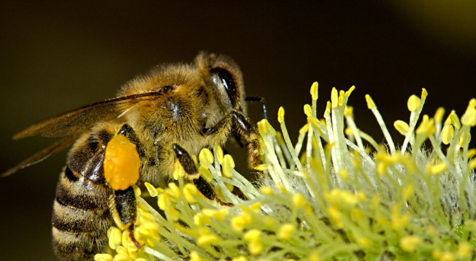 fot. shutterstock Jedna pszczoła produkuje w ciągu całego życia jedną płaską łyżeczkę miodu