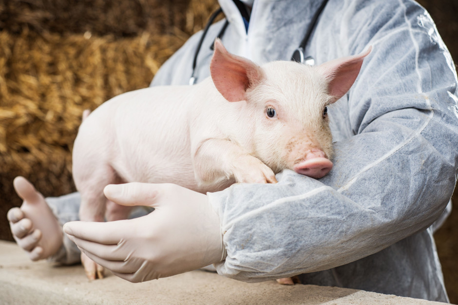 Kwarantanna nałożona na właścicieli zwierząt gospodarskich może utrudniać opiekę nad nimi. fot. Shutterstock