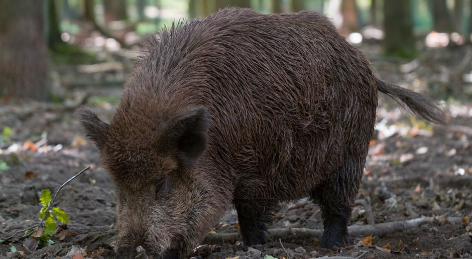 Fot.Shutterstock.com POLPIG: Nie obronimy naszych stad bez redukcji populacji dzików
