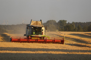 USDA: Prognoza większej światowej produkcji pszenicy, zboża paszowe bez zmian