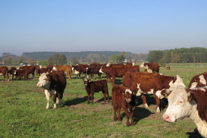 Zarzecki: Radzimy wstrzymanie sprzedaży bydła