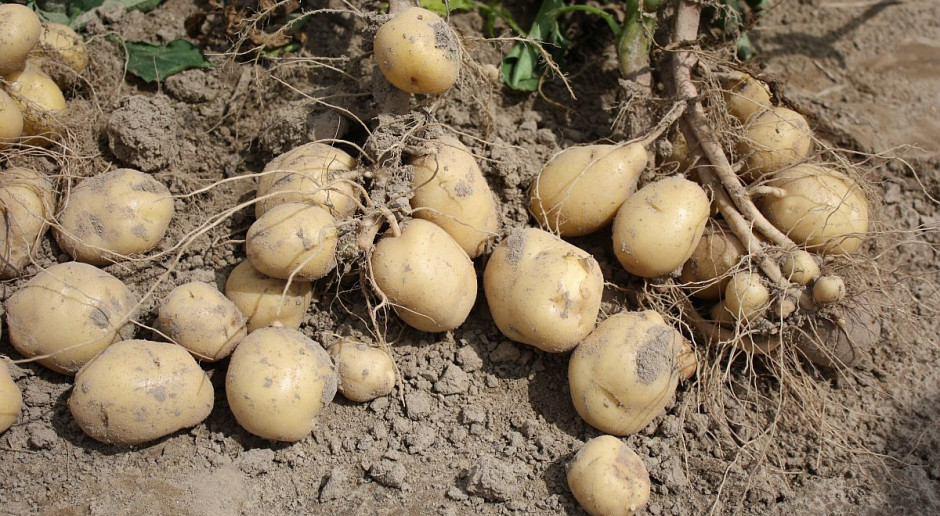 Więcej szkód niż choroba powodują unijne przepisy dotyczące zwalczania bakteriozy - uważa KRIR, Foto: GT KRIR za skreśleniem bakteriozy ziemniaka z listy chorób kwarantannowych