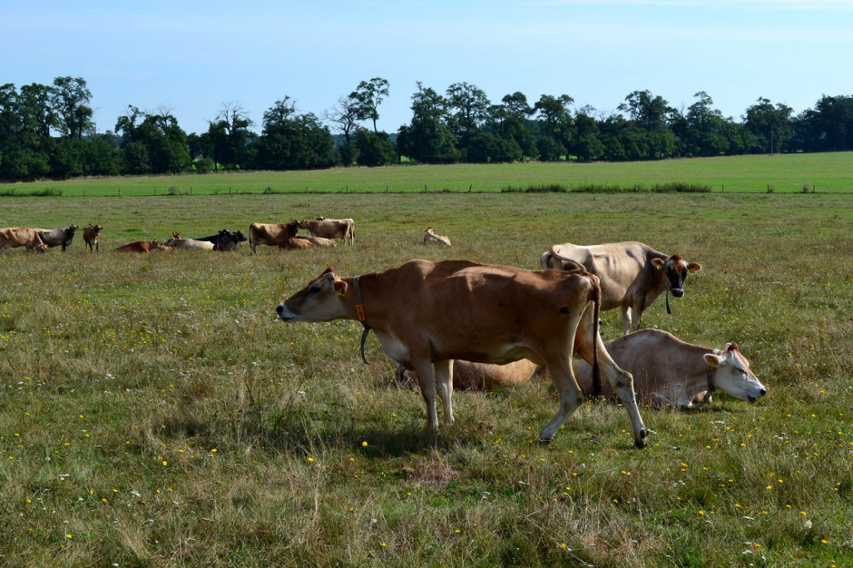 Żywienie bydła wyłącznie w oparciu o użytki zielone jest możliwe np. w gospodarstwach ekologicznych, fot. Ł.Ch.