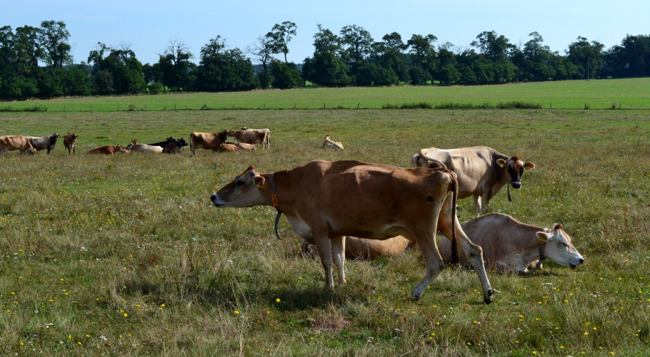 Użytki zielone jedynym źródłem pasz w żywieniu bydła?