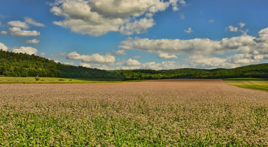 Bezśnieżna zima może zaszkodzić uprawom gryki, Foto: pixabay Monitoring suszy także dla gryki