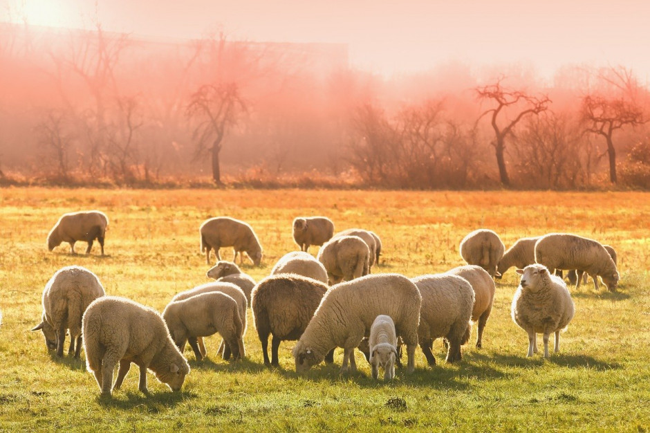 Eurostat: W grudniu 2019 r. w UE, utrzymywano 82,54 mln owiec; Fot.pixabay.com