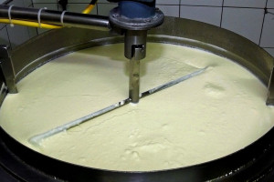 Polska Izba Mleka apeluje o wstrzymanie wszelkich kontroli w mleczarniach