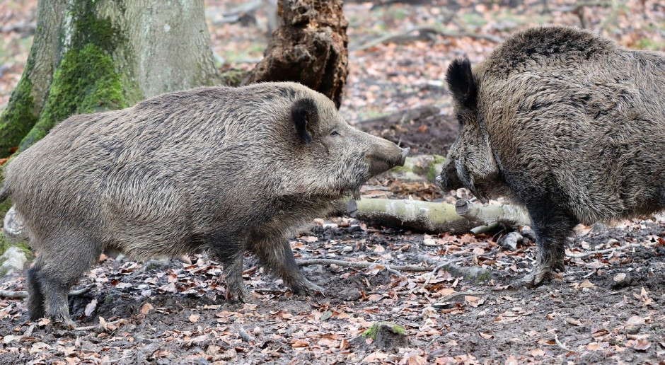 Znalezienie zainfekowanego ASF dzika lub świni w Niemczech skutkowałoby utratą statusu kraju wolnego od ASF; Fot.pixabay.comF Niemcy: Ukończono ogrodzenie na granicy Saksonii i Polski