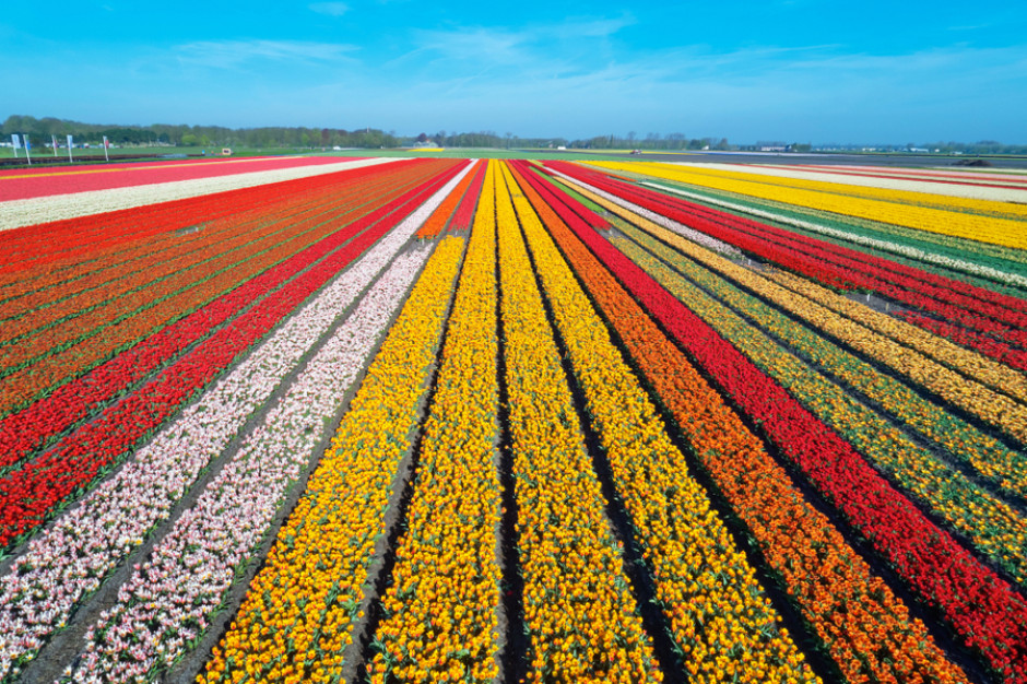 Prawie połowa produkowanych w Holandii kwiatów trafia obecnie na kompost, Fot. Shutterstock