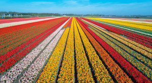 Holenderskie tulipany nadal trafiają do Rosji, bo 