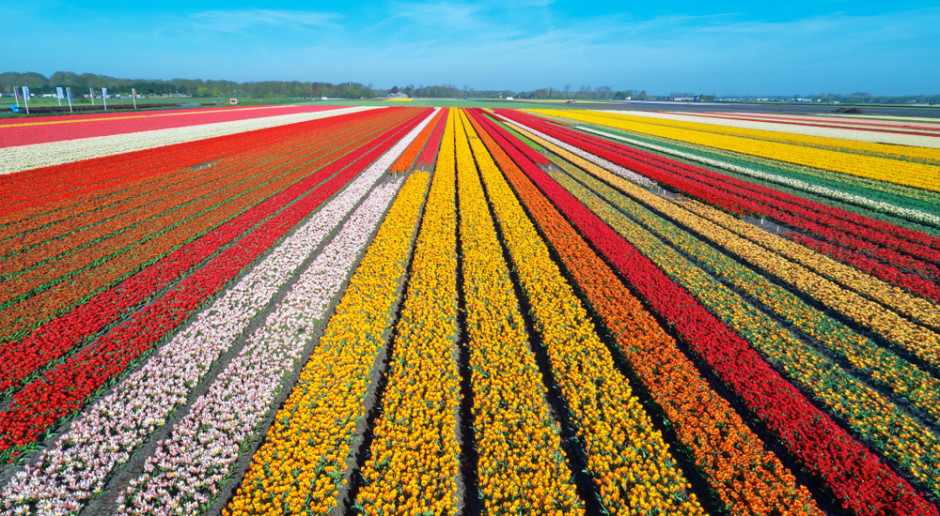 Prawie połowa produkowanych w Holandii kwiatów trafia obecnie na kompost, Fot. Shutterstock Niderlandzkie ogrodnictwo ponosi wielkie straty. Branża domaga się pomocy państwa