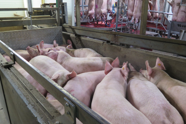 Niemcy odwołują aukcje świń na małej giełdzie